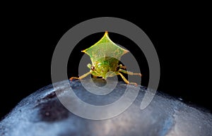 Macro of cicada en face