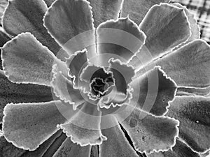 Macro of Hens and Chicks Succulent in Black and White