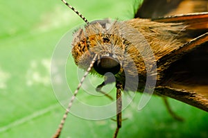 Macro of Hesperiidae