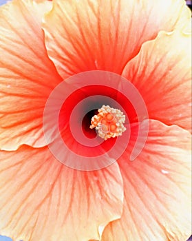 Macro of a hibiscus