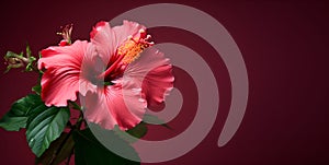 macro hibiscus flower copy space, ai generative