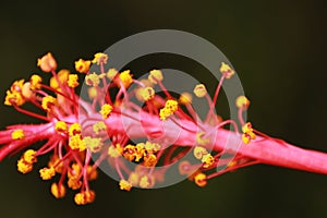 Macro of hibiscus flower petal