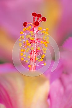 Macro of a hibiscus pistil