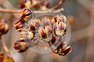 Macro Hibiscus seeds in late winter