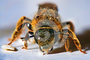 Macro of honey bee