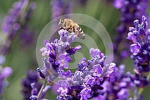 Macro of a honey bee apis mellifera on a lavender lavandula angustifolia blossom with blurred bokeh background; pesticide free