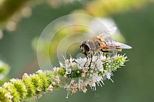 Macro of a honey bee apis mellifera on a mint menta piperita blossom with blurred bokeh background photo