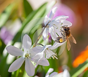 Macro of a honey bee apis mellifera on a puschkinia scilloides blossom