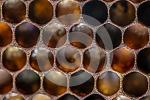 Macro Honey bee beehive wax frame filled with pollen flower powder food closeup
