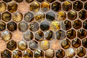 Macro Honey bee beehive wax frame filled with pollen flower powder food closeup