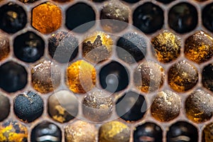 Macro Honey bee beehive wax frame filled with pollen flower powder food closeup