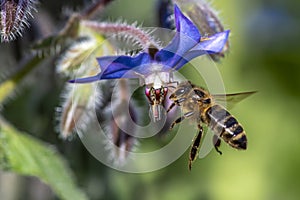 Macro of honey bee collecting pollen on a flower ,close up.