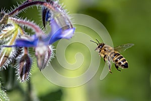 Macro of honey bee collecting pollen on a flower ,close up.