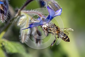 Macro of honey bee collecting pollen on a flower ,close up.