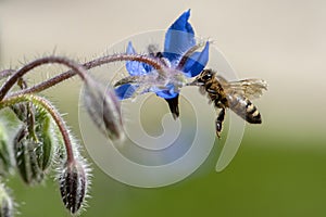 Macro of honey bee collecting pollen on a  flower ,close up.