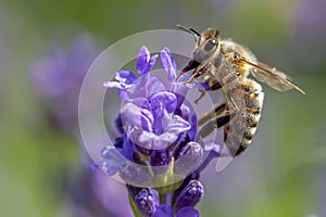 Macro of honey bee collecting pollen on a levander flower ,close up.