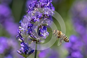 Macro of honey bee collecting pollen on a levander flower ,close up.