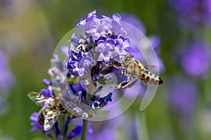 Macro of honey bee collecting pollen on a levander flower ,close up.