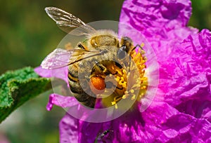 Macro Honey bee collecting pollen from pink flower. Carrying ball of pollen on leg.