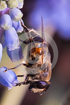 Macro of a honey bee collecting pollen on a purple bluebell muscari blossom