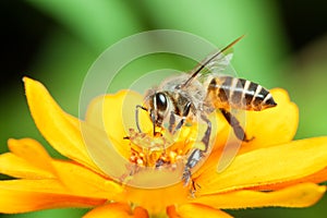 Macro of honey bee eating nectar photo