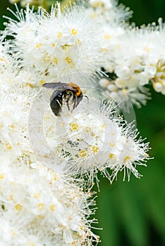 Macro of honey bee feeding on white flowers