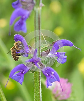 Macro of a honey bee on a meadow clary salvia pratensis blossom