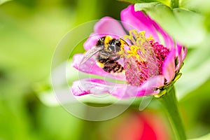 Macro of a honey bee pollenating on a beautiful pink flower in a garden