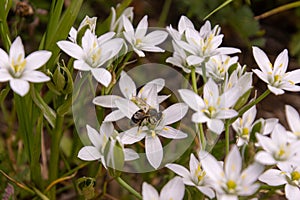 Macro of a honey bee sitting on a Ornithogalum umbellatum - garden star-of-Bethlehem blossom