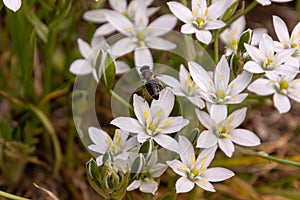 Macro of a honey bee sitting on a Ornithogalum umbellatum - garden star-of-Bethlehem blossom