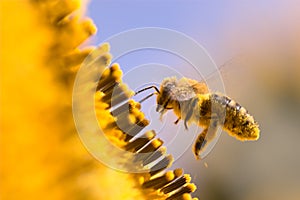 Macro of a honeybee in a sunflower