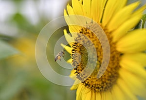 Macro of a honeybee in a sunflower. Seed, sugar.