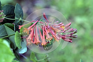 Macro of Honeysuckle Vine in bloom Lonicera brownii