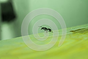 Macro horizontal image of a black ant on a green leaf