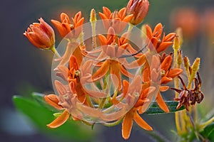 Butterfly Milkweed Asclepias tuberosa blossom.