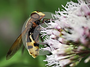 Volucella fly feeding on flower