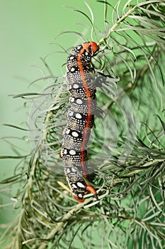 Spurge hawk-moth on sea-spurge photo