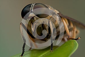 Macro horse-fly