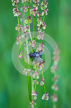 Macro of a house fly on a sorrel rumex acetosa with blurred bokeh background