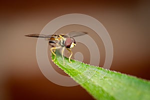 Macro of a hover fly on a green plant against a brown background.