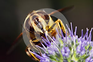 Macro of hoverfly