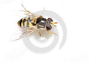 Macro of a hoverfly