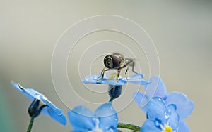 A macro of a Hoverfly on a blue Forget-me-not flower