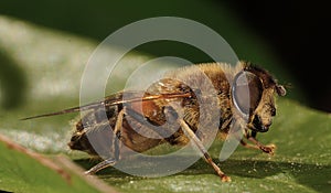 Macro of a Hoverfly on a green leaf