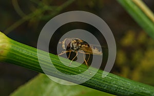 A macro of a Hoverfly on a green stem