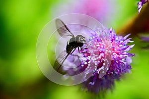 Macro of a Hoverfly. Hoverflies, also called flower flies or syrphid flies, make up the insect family Syrphidae.