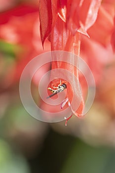 Macro of a Hoverfly Toxomerus Marginatus Collecting Pollen