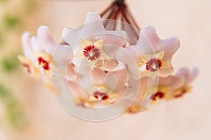 Macro of Hoya Carnosa or Waxplant Flower