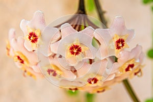 Macro of Hoya Carnosa or Waxplant Flower