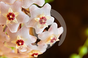 Macro of Hoya Carnosa or Waxplant Flower